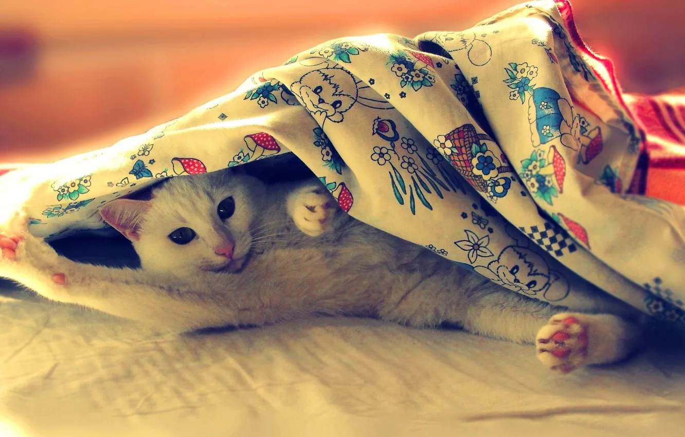 Photo wallpaper animals, kitten, sweet, cats