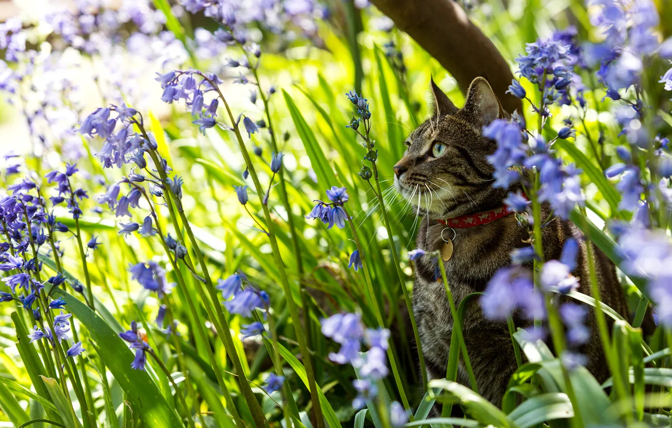 Photo wallpaper cat, flowers, nature, bells