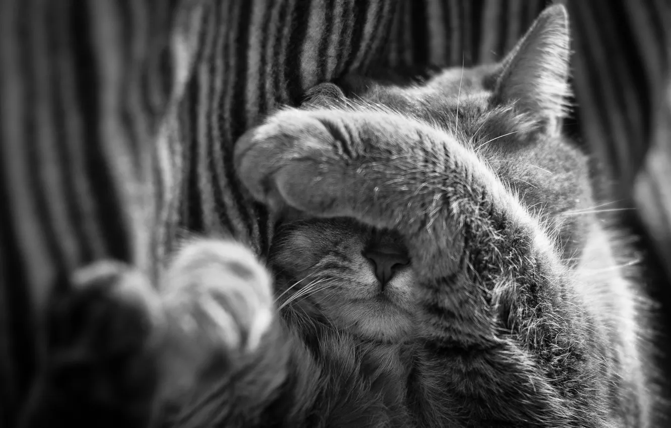 Photo wallpaper cat, cat, nose, sleeping, black and white, foot