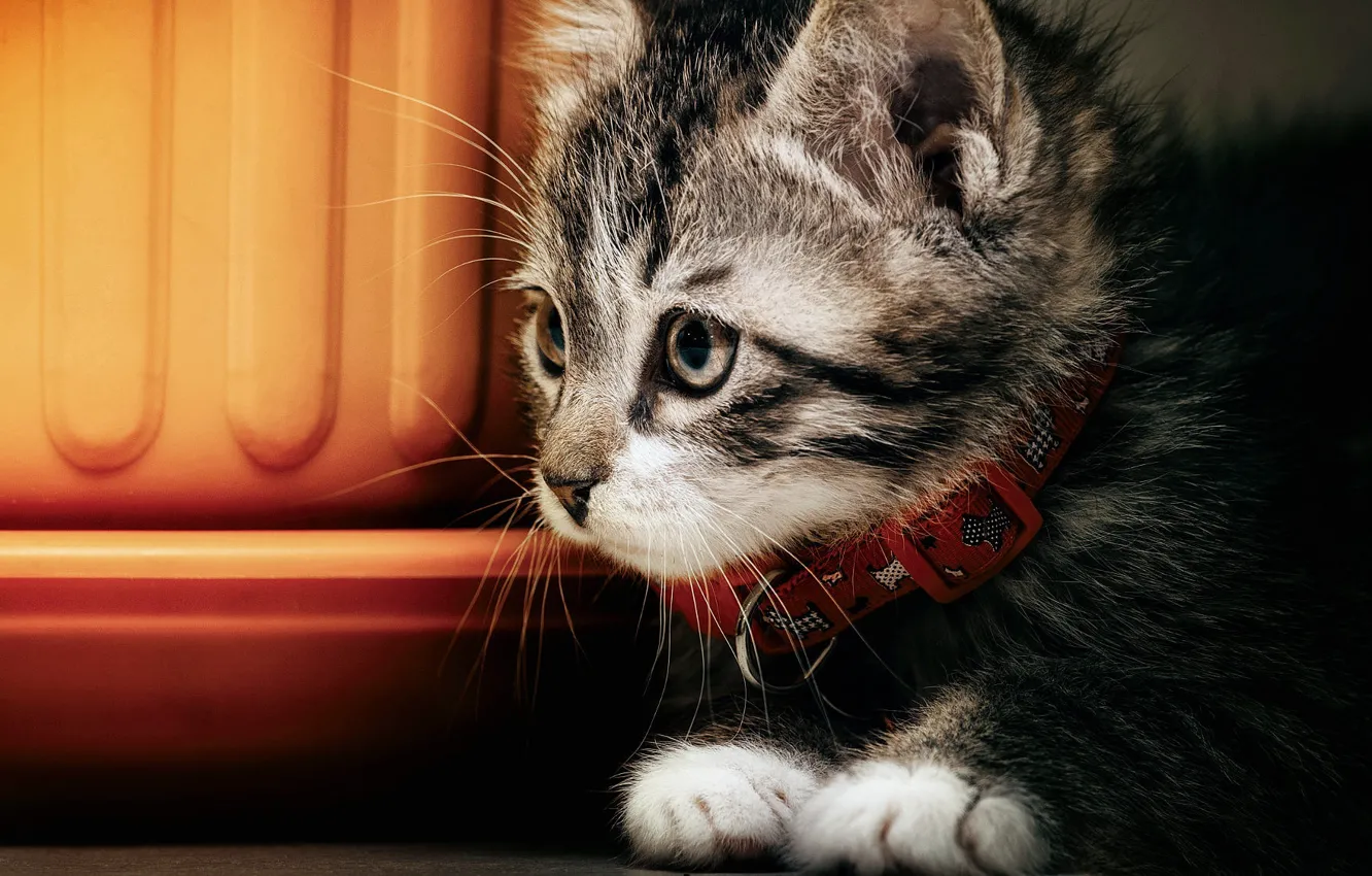 Photo wallpaper cat, look, close-up, grey, portrait, legs, container, lies