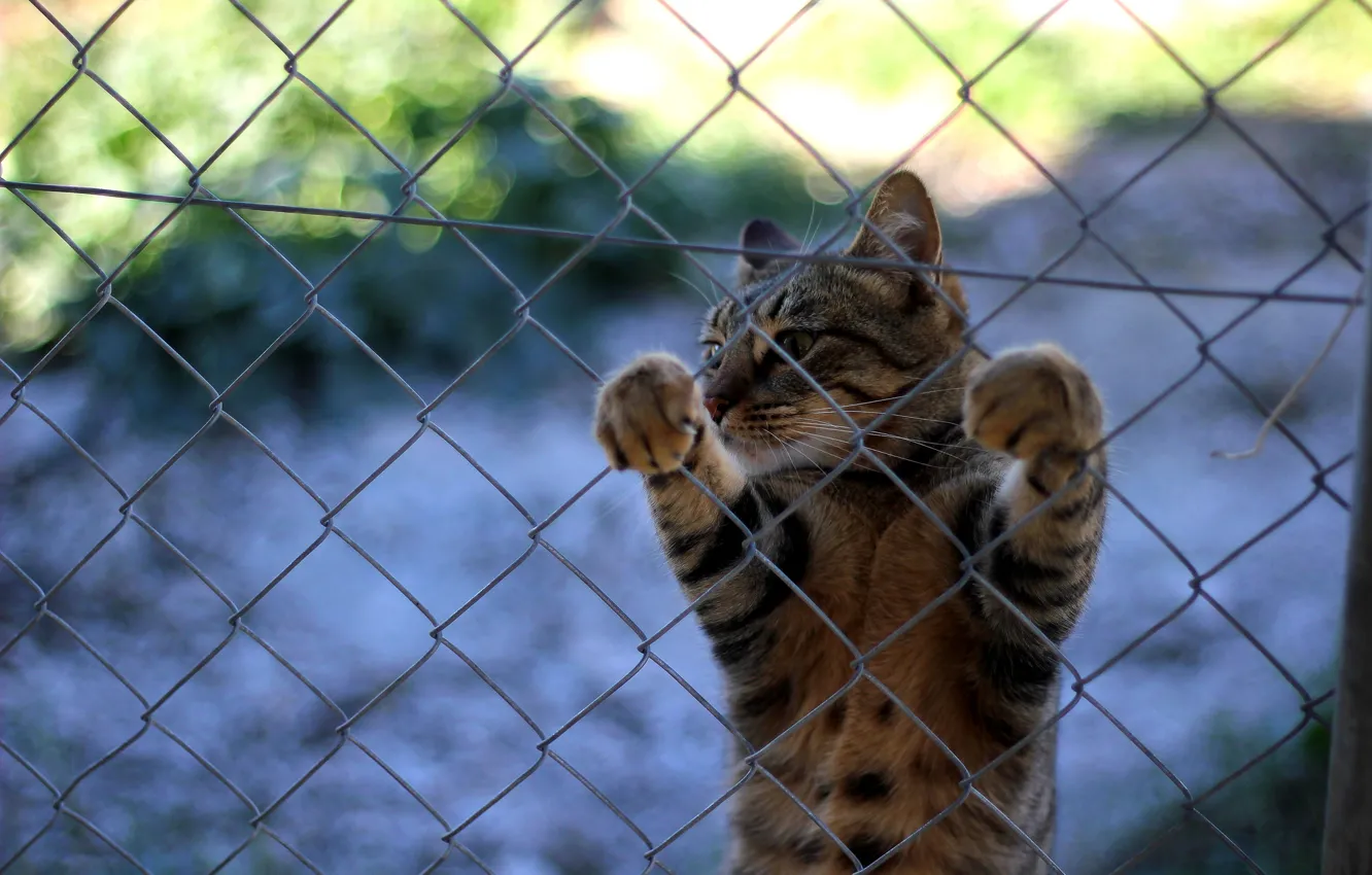 Photo wallpaper cat, mustache, the fence, legs, Koshak, Tomcat