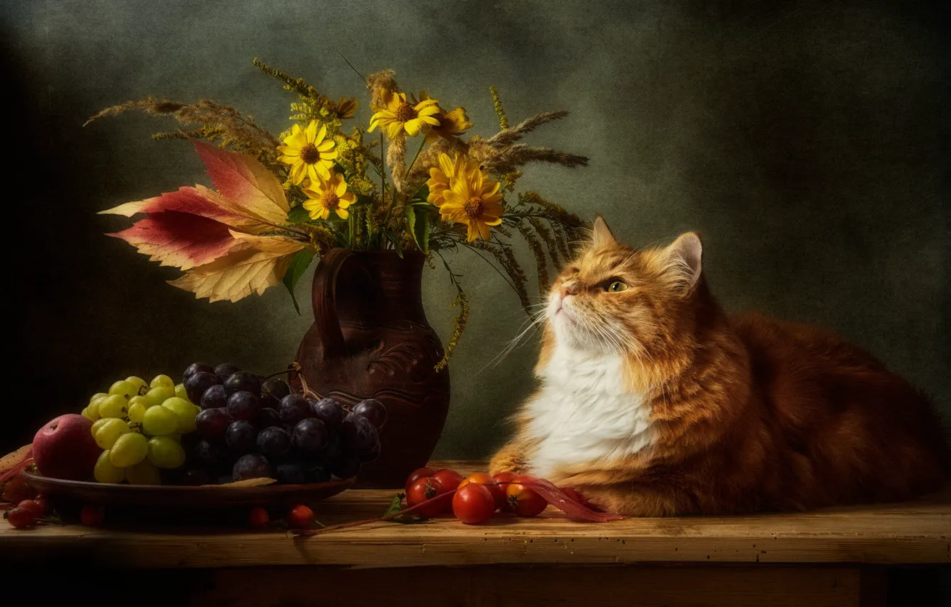Photo wallpaper autumn, cat, cat, look, flowers, pose, the dark background, table