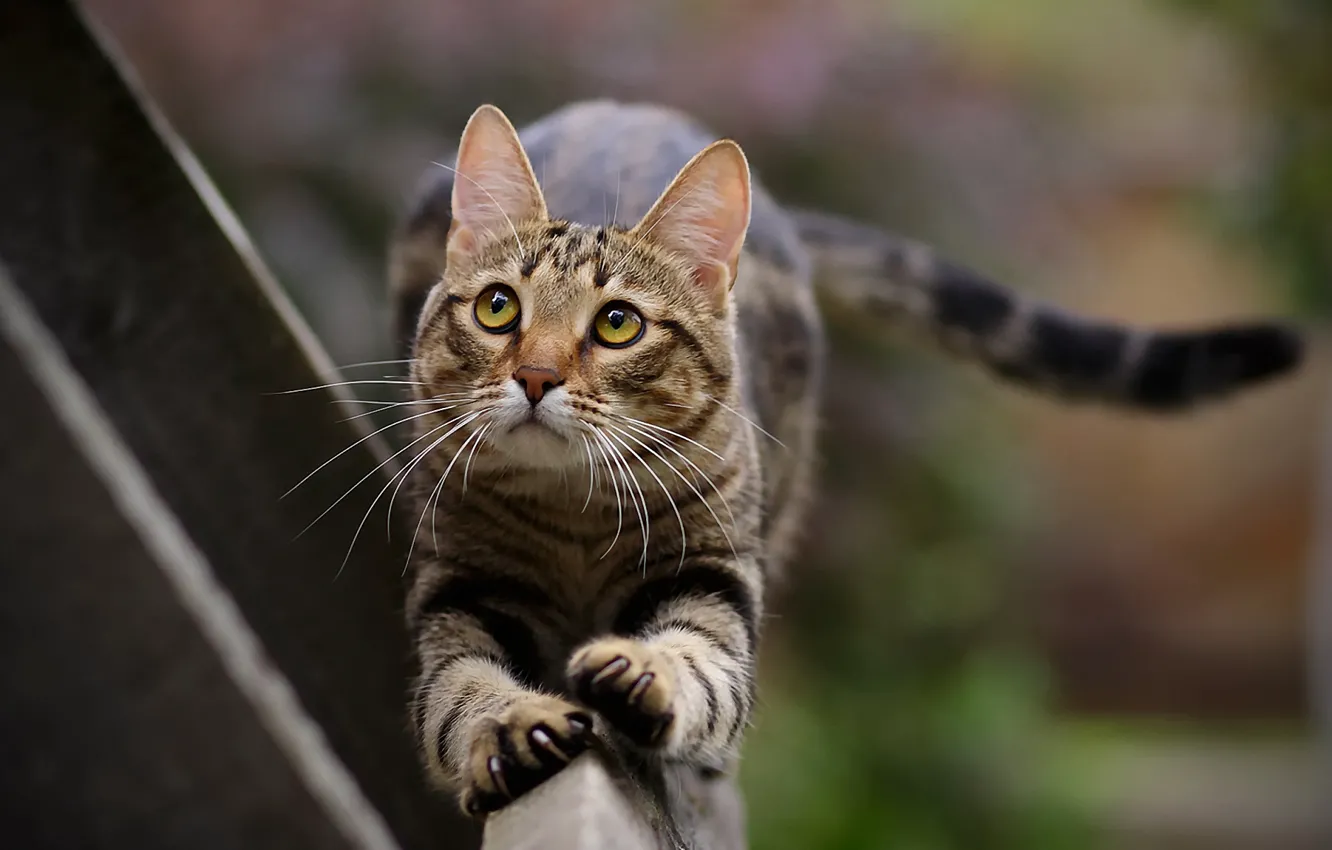 Photo wallpaper cat, mustache, paws, tail