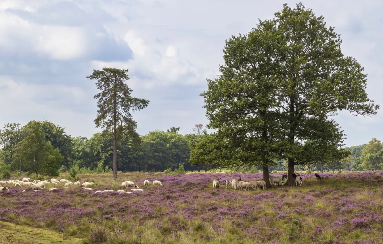 Photo wallpaper trees, glade, sheep, pasture, goat, the herd, Heather, flock