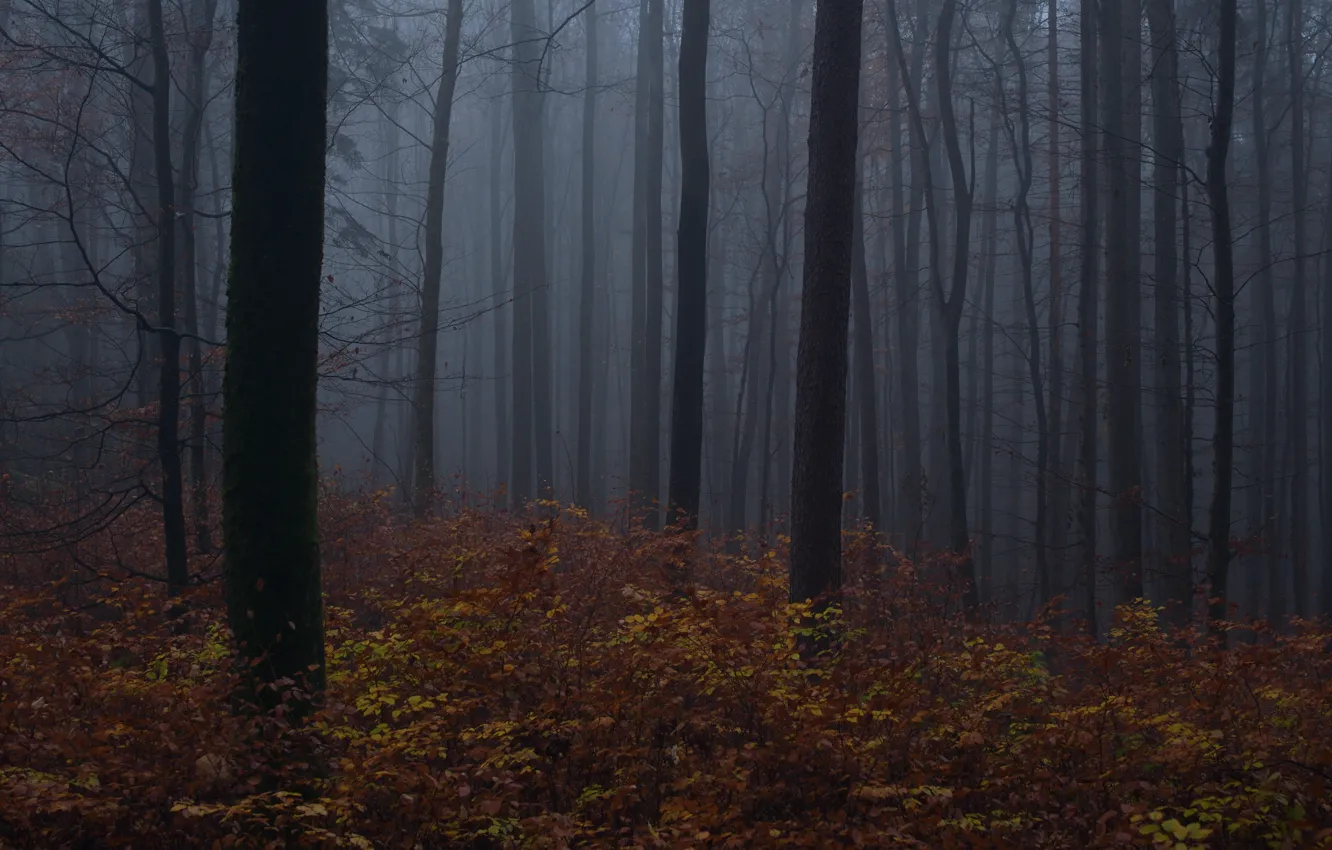 Photo wallpaper forest, trees, nature, fog, Niklas Hamisch