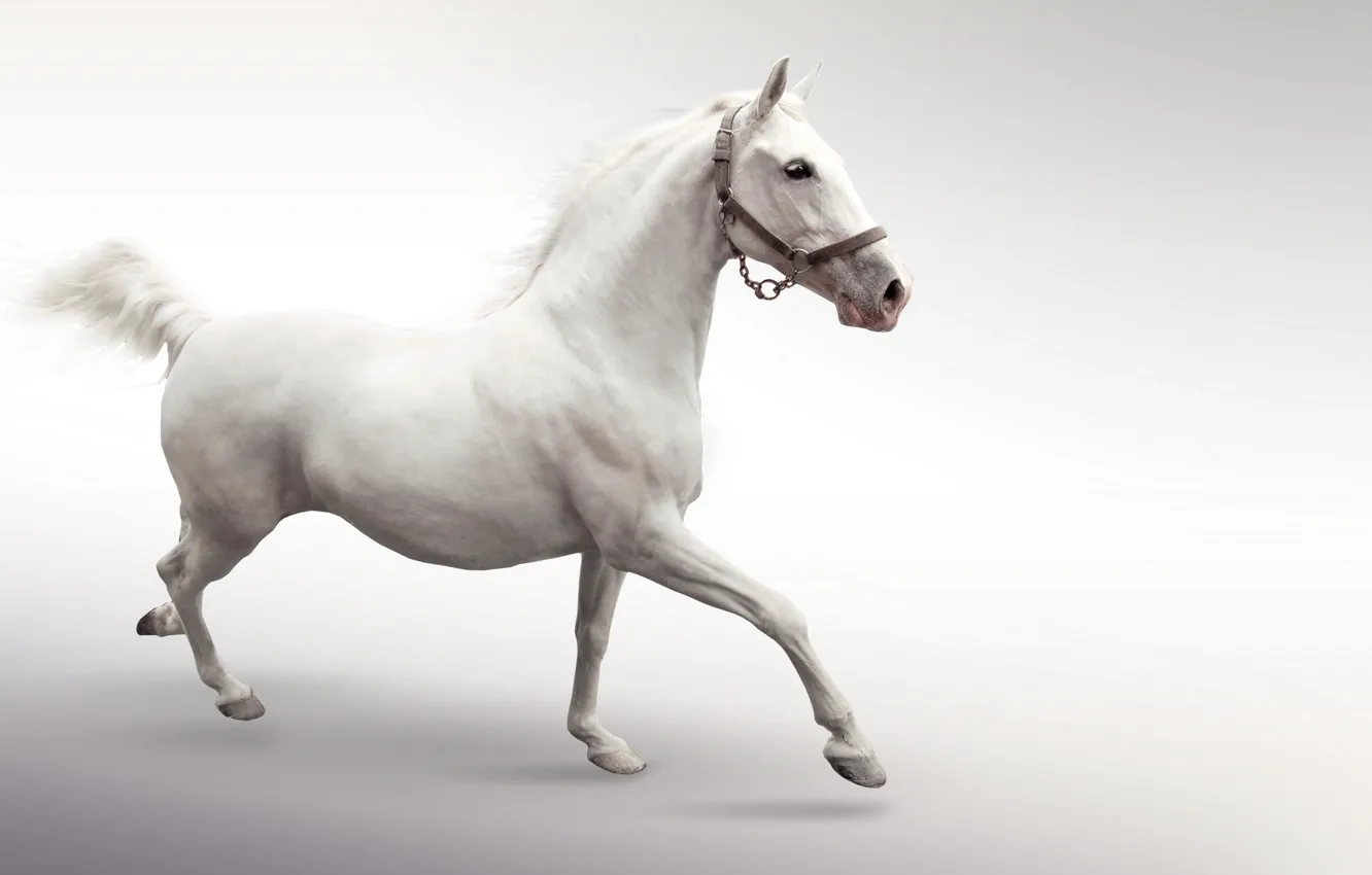 Photo wallpaper horse, horse, white, runs, jump