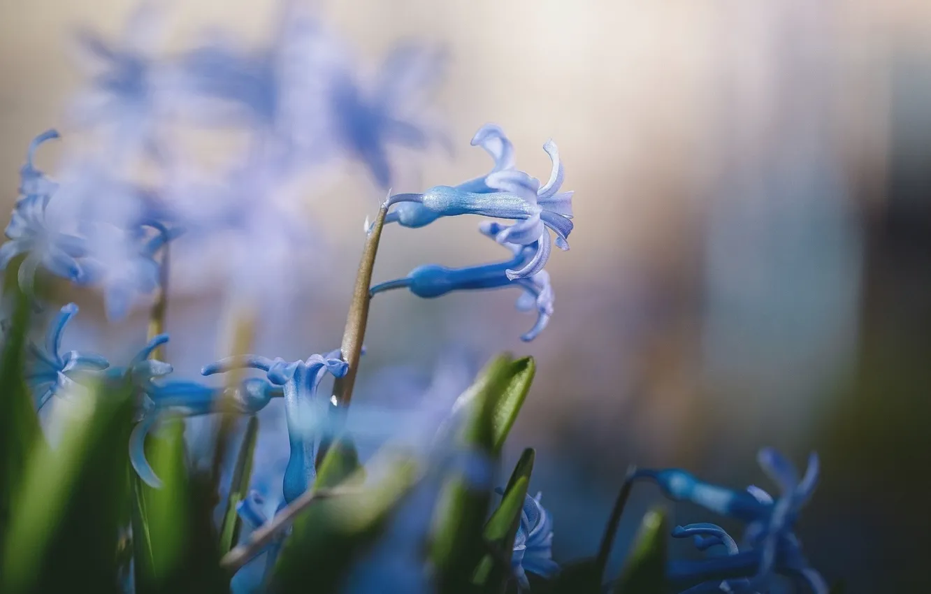 Photo wallpaper flowers, meadow, spring