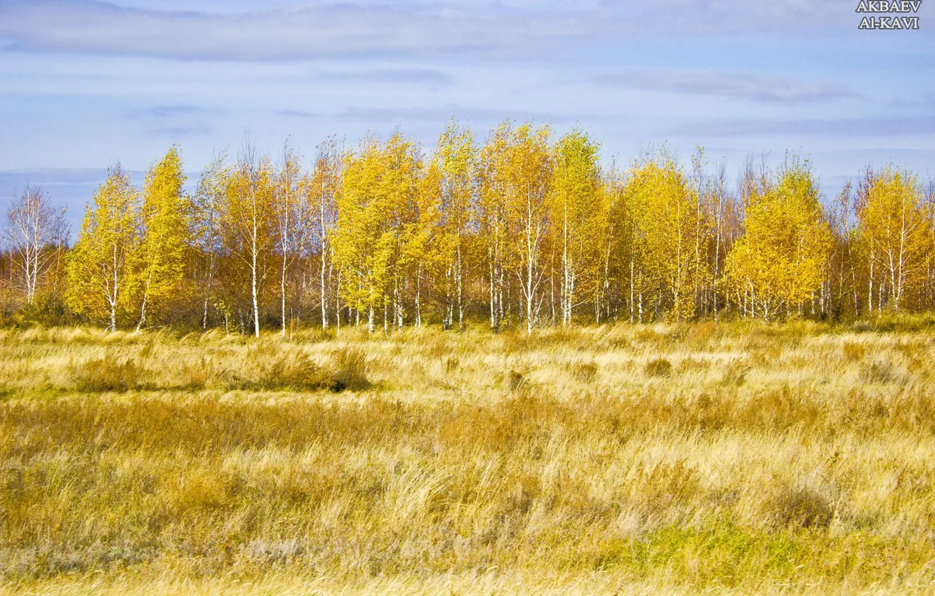 Photo wallpaper autumn, yellow leaves, autumn, leaves