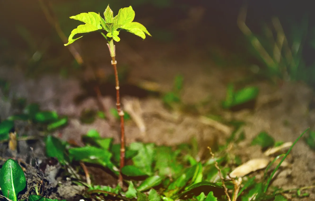 Photo wallpaper greens, macro, trees, nature, palm trees, heat, spring