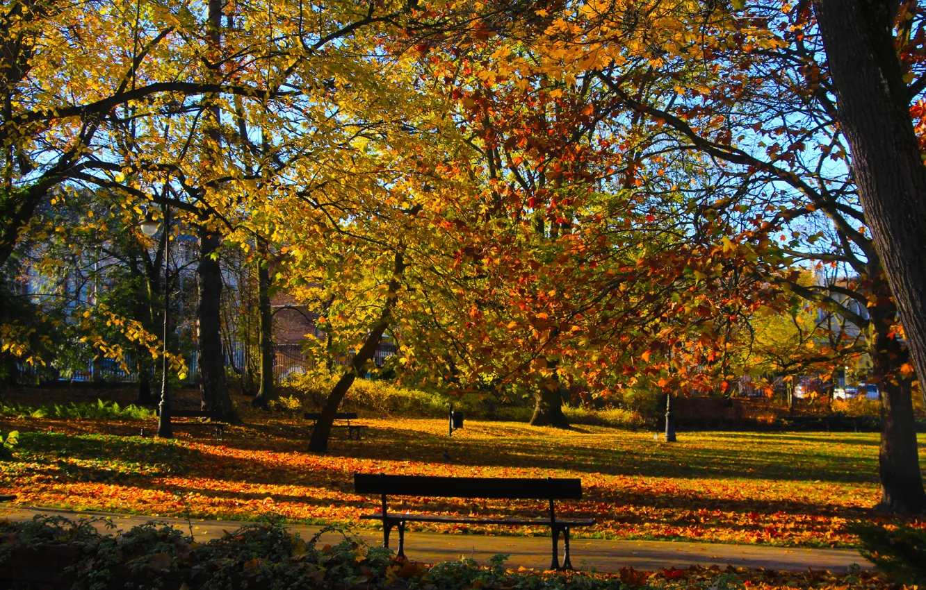 Photo wallpaper park, autumn, tree