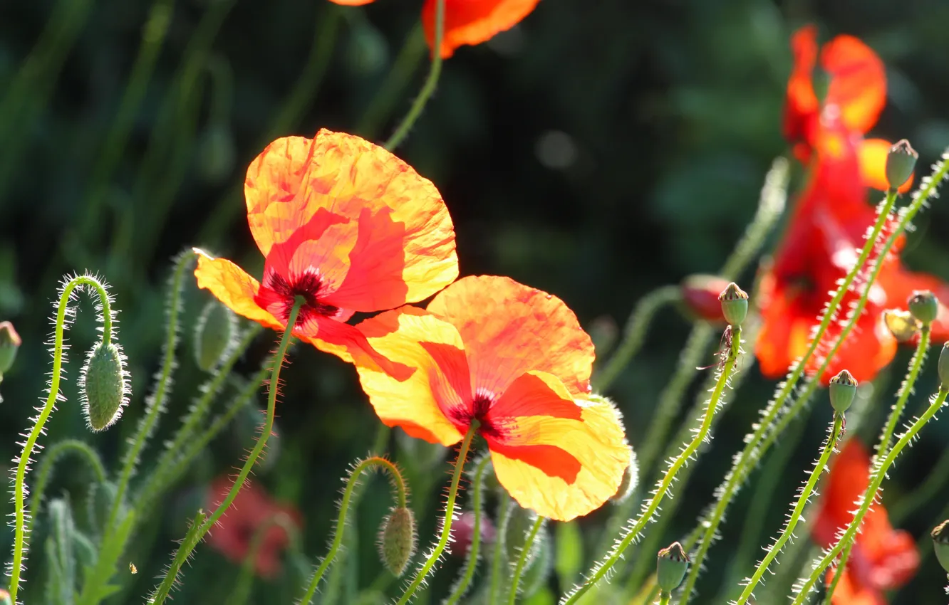 Photo wallpaper red, field, sun, poppy