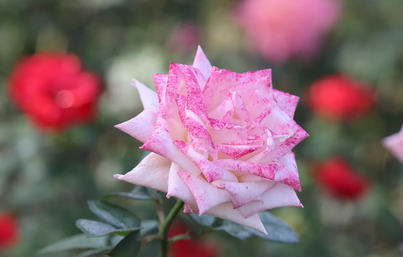 Photo wallpaper pink, rose, garden, bokeh, gentle