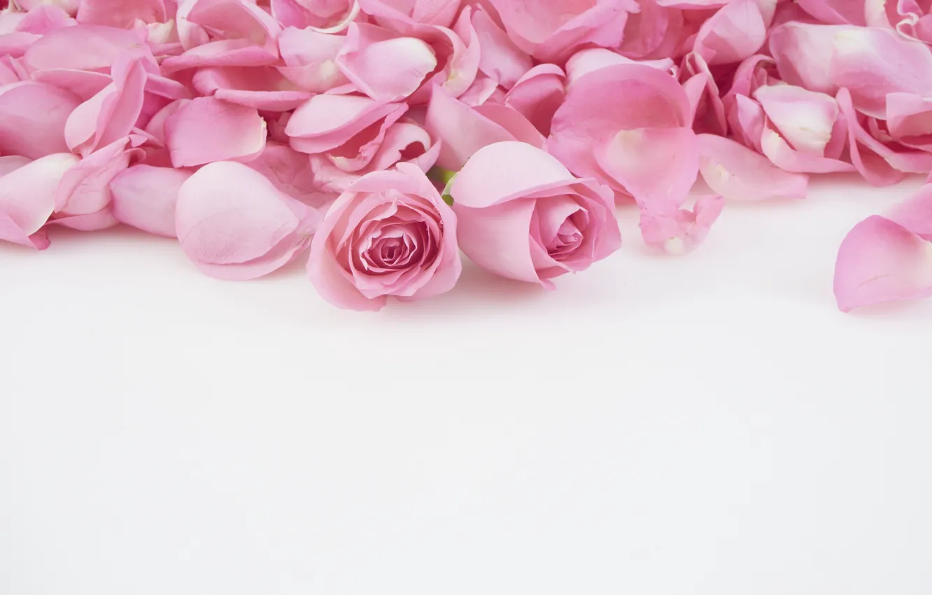 Photo wallpaper roses, petals, pink, buds