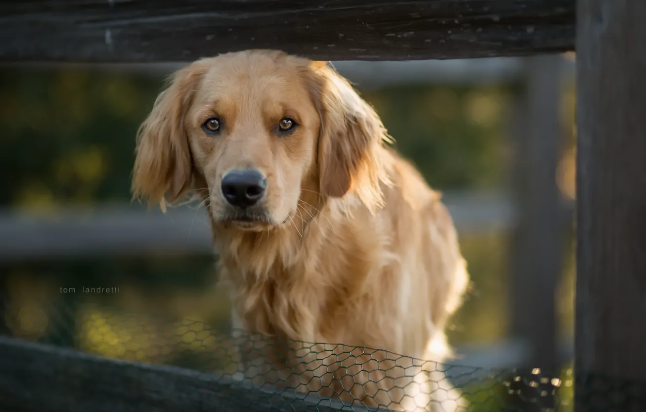 Photo wallpaper look, each, dog