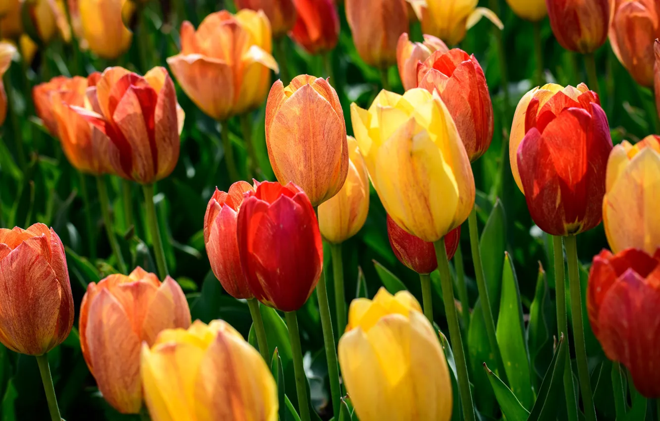 Photo wallpaper tulips, buds, a lot