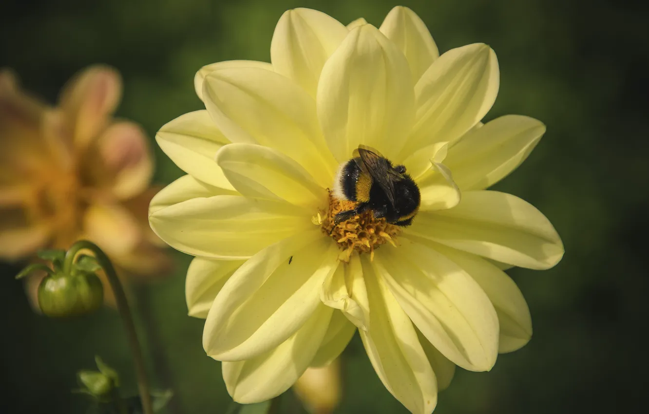 Photo wallpaper flower, macro, insect, bumblebee
