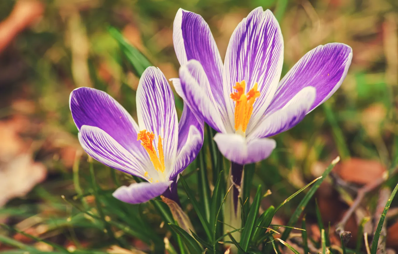 Photo wallpaper flowers, crocuses, pink, a couple, Duo, two