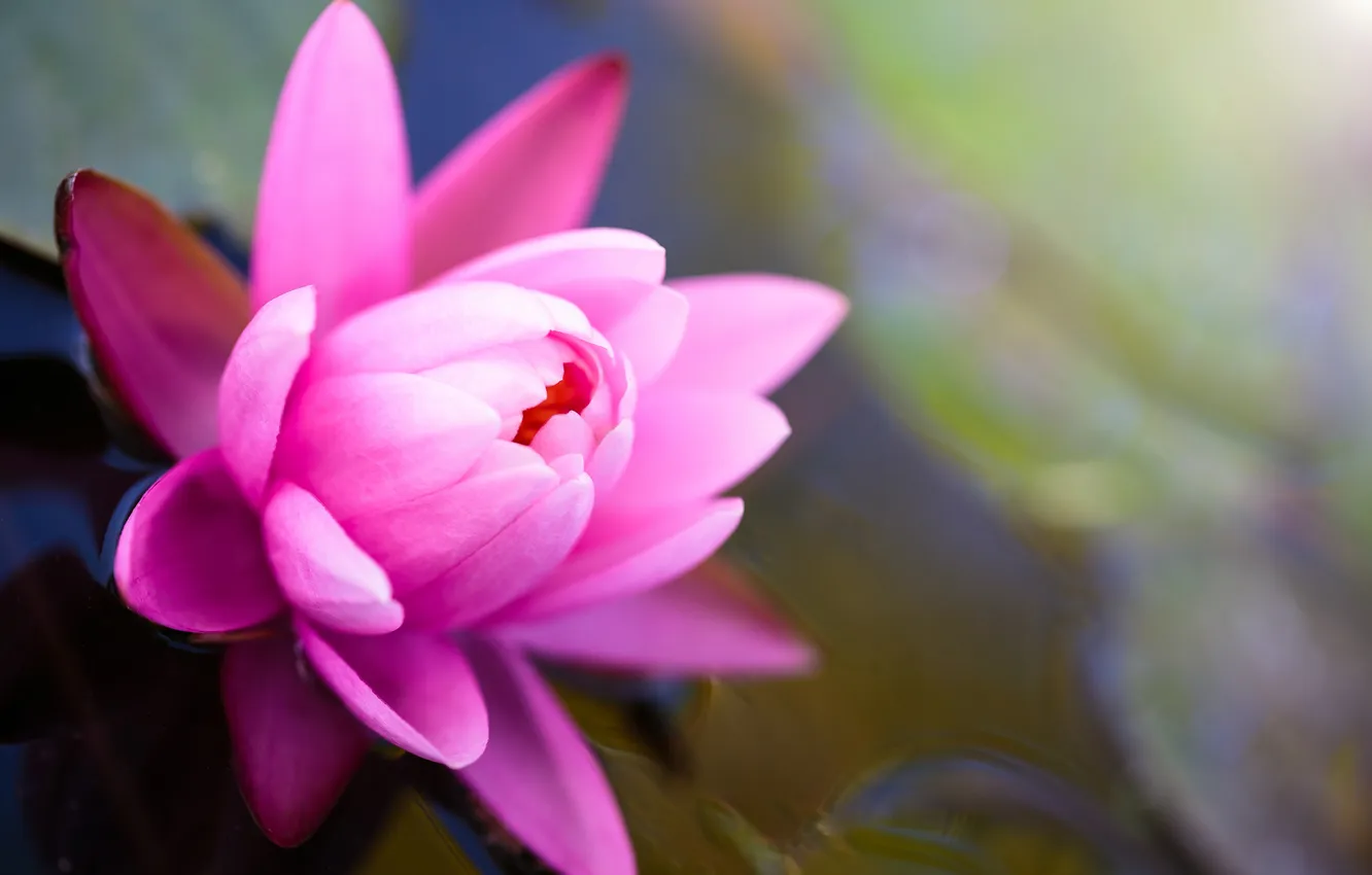Photo wallpaper water, flowers, pond, Lotus, Lily, pink, water Lily