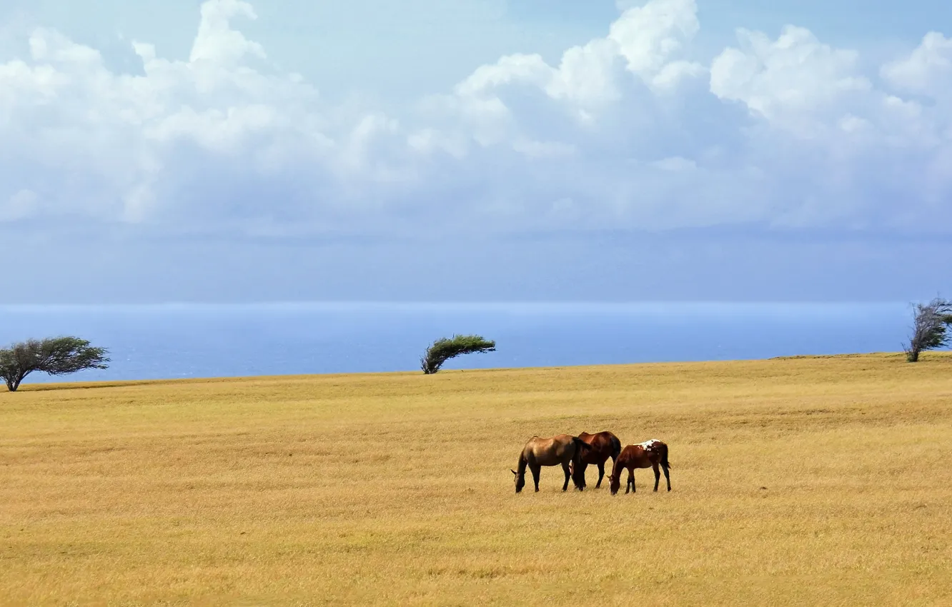 Photo wallpaper sea, field, clouds, trees, horse