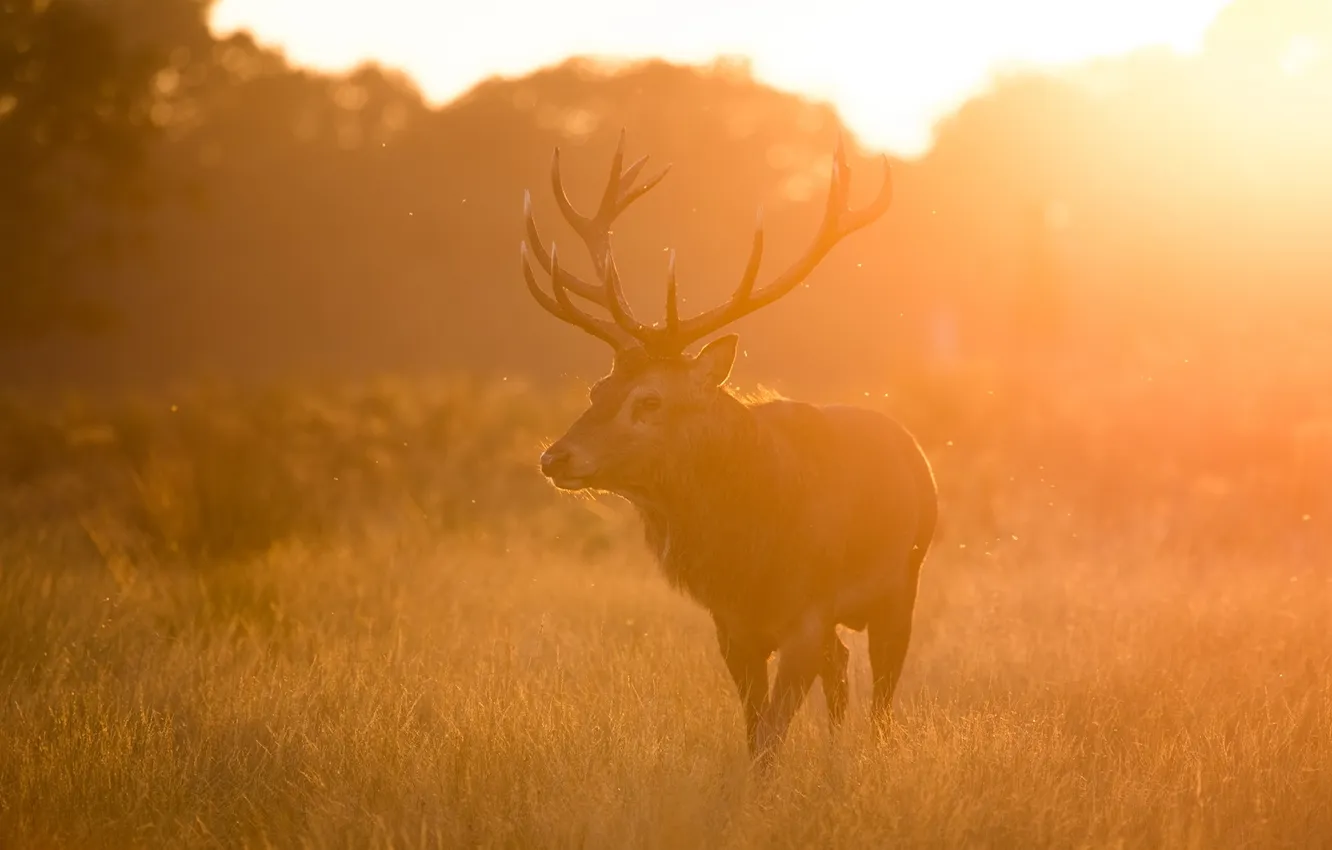 Photo wallpaper autumn, nature, deer