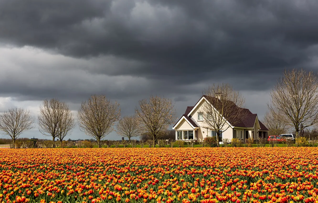 Photo wallpaper the sky, landscape, home, tulips