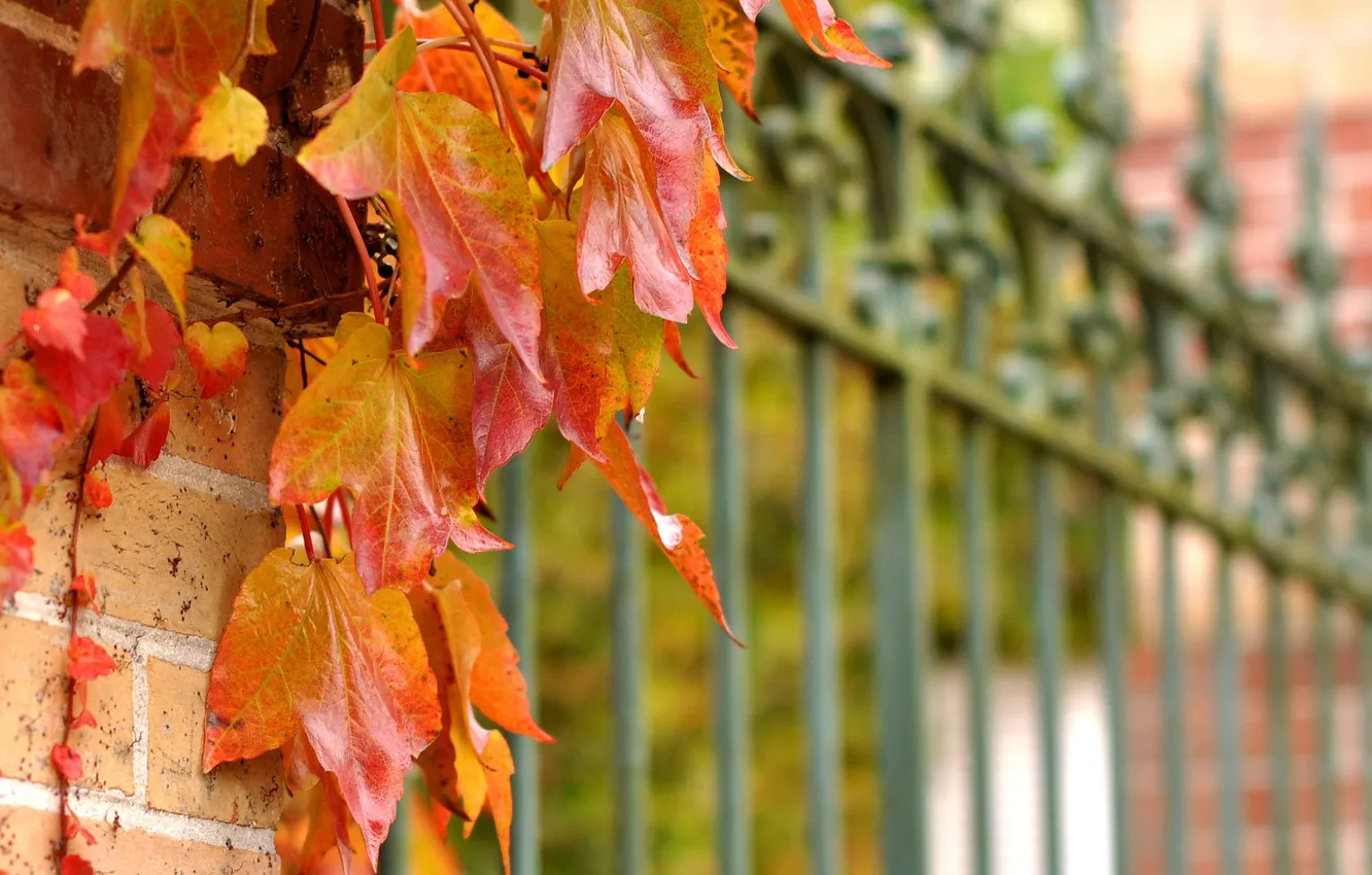 Photo wallpaper leaves, red, the fence, fence, autumn, trudging, rastenie