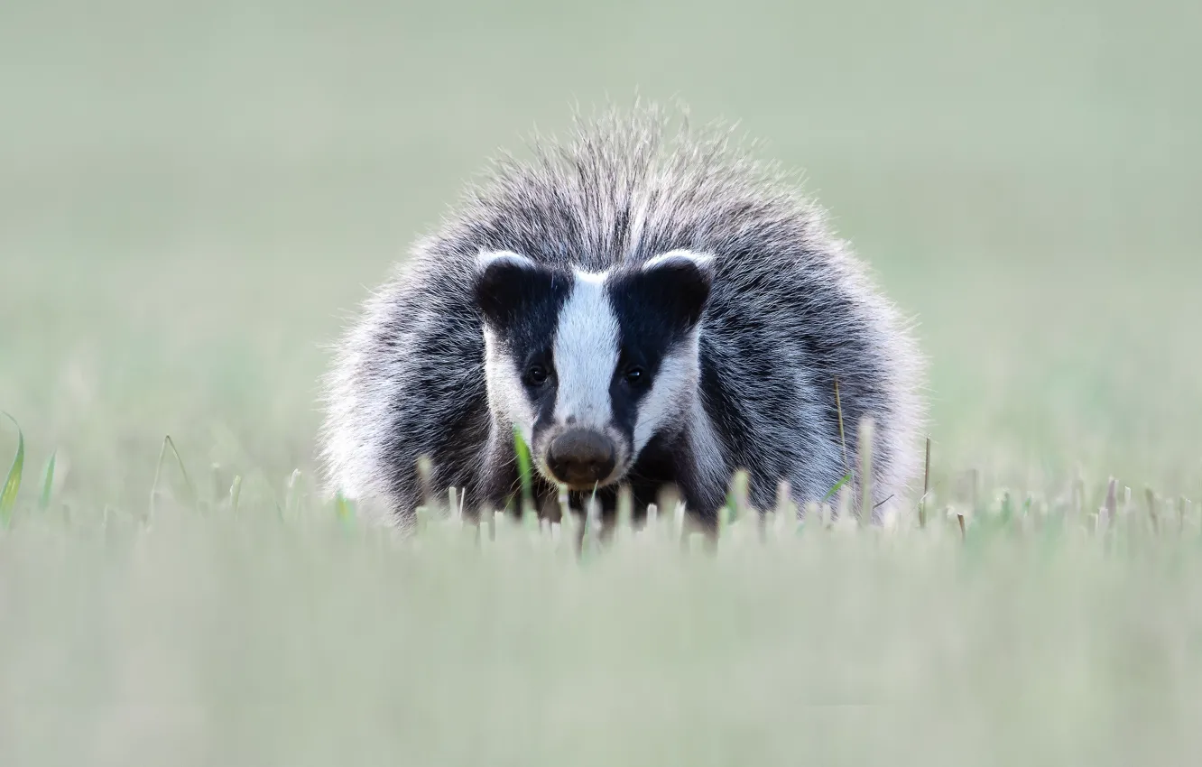 Photo wallpaper look, background, face, sneaks, grass, badger