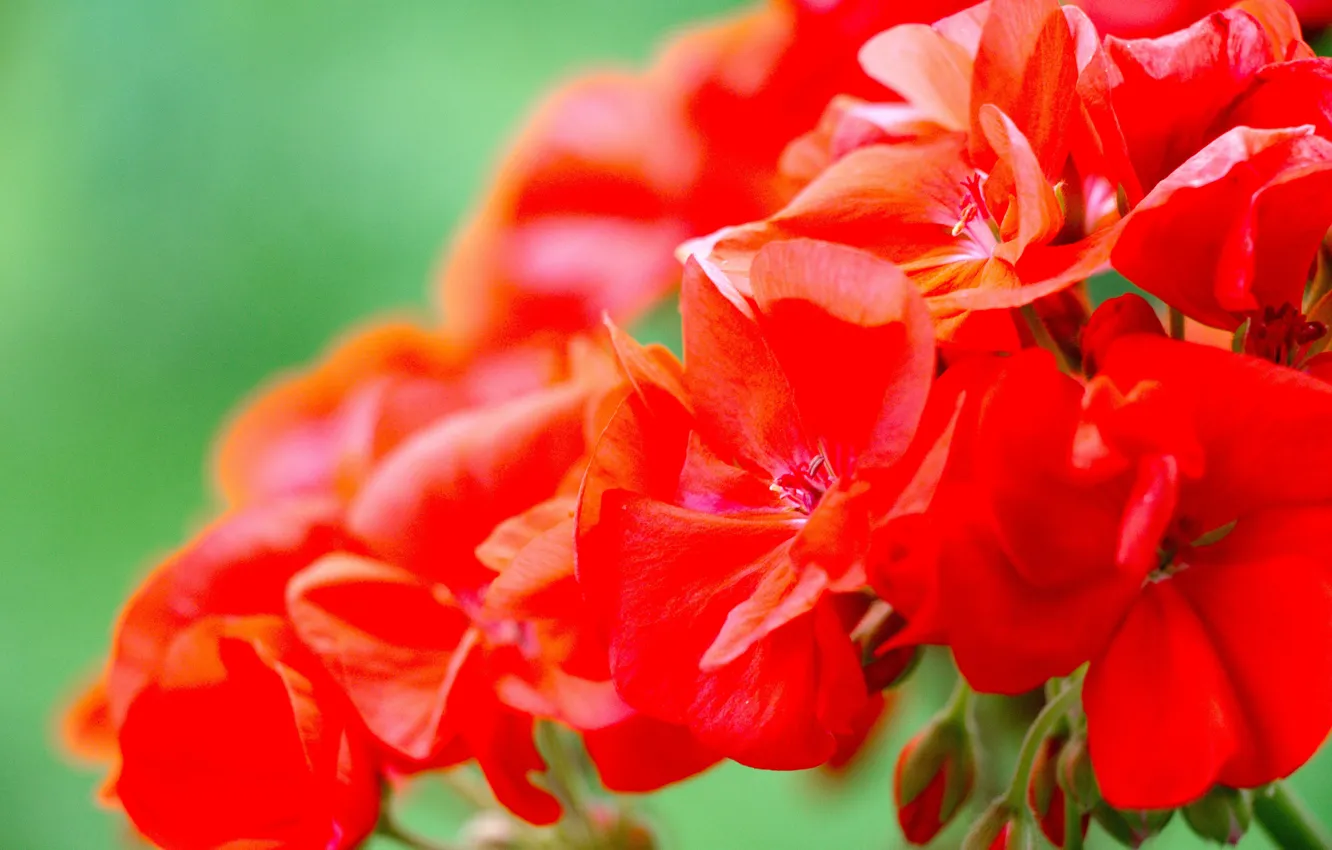 Photo wallpaper flowers, Wallpaper, flowers, geranium, geranium red