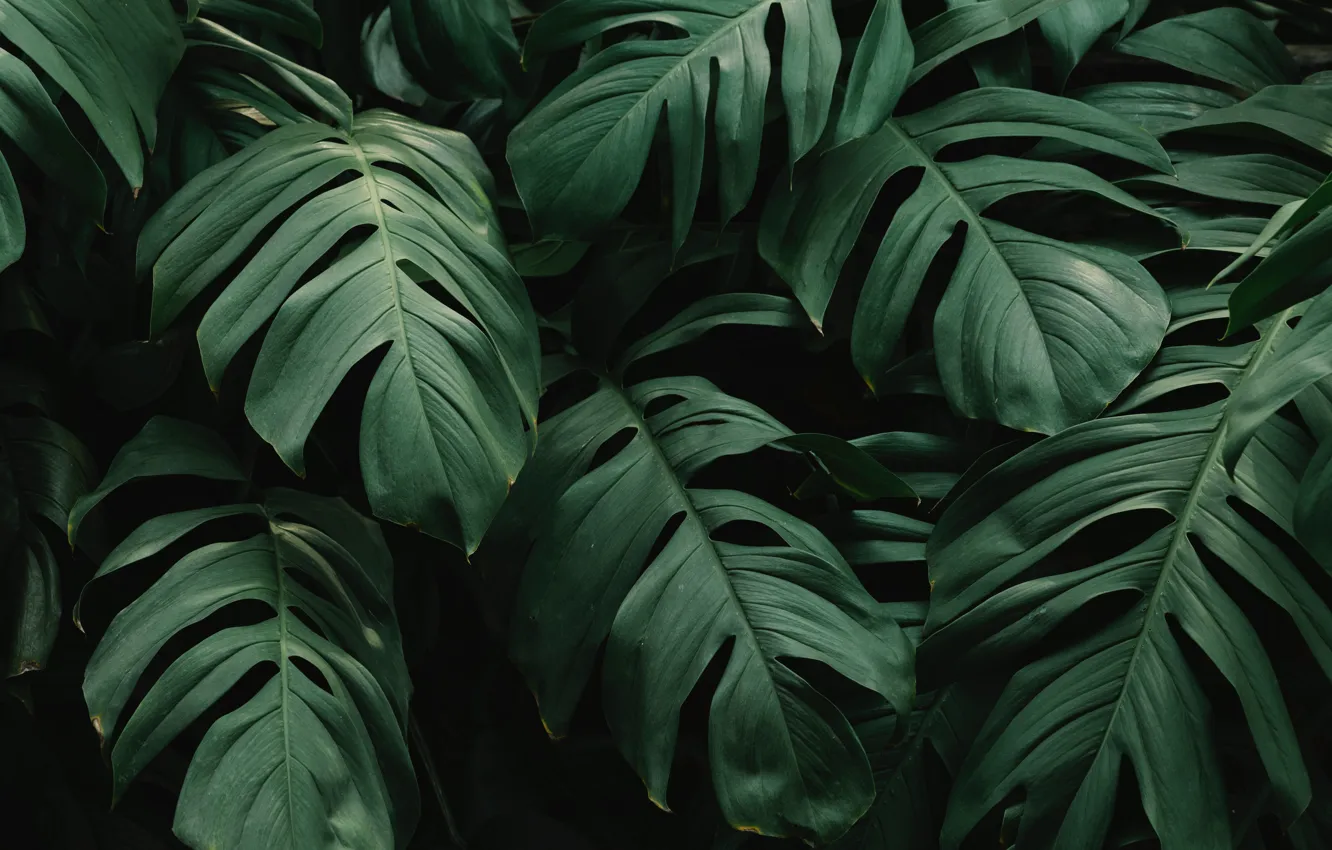 Photo wallpaper beautiful, green leaves, monstera