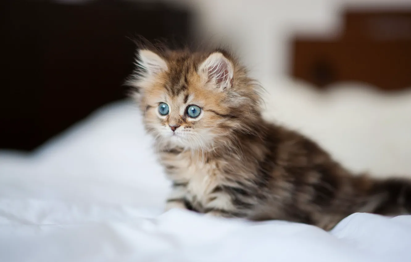 Photo wallpaper cat, kitty, bed, sheets, fluffy, Daisy, Ben Torode