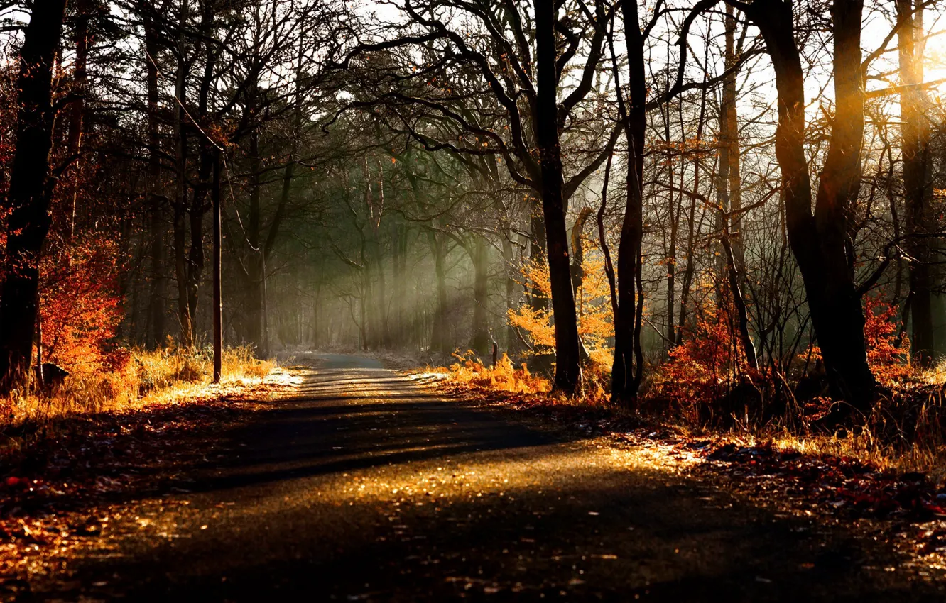 Photo wallpaper road, forest, nature