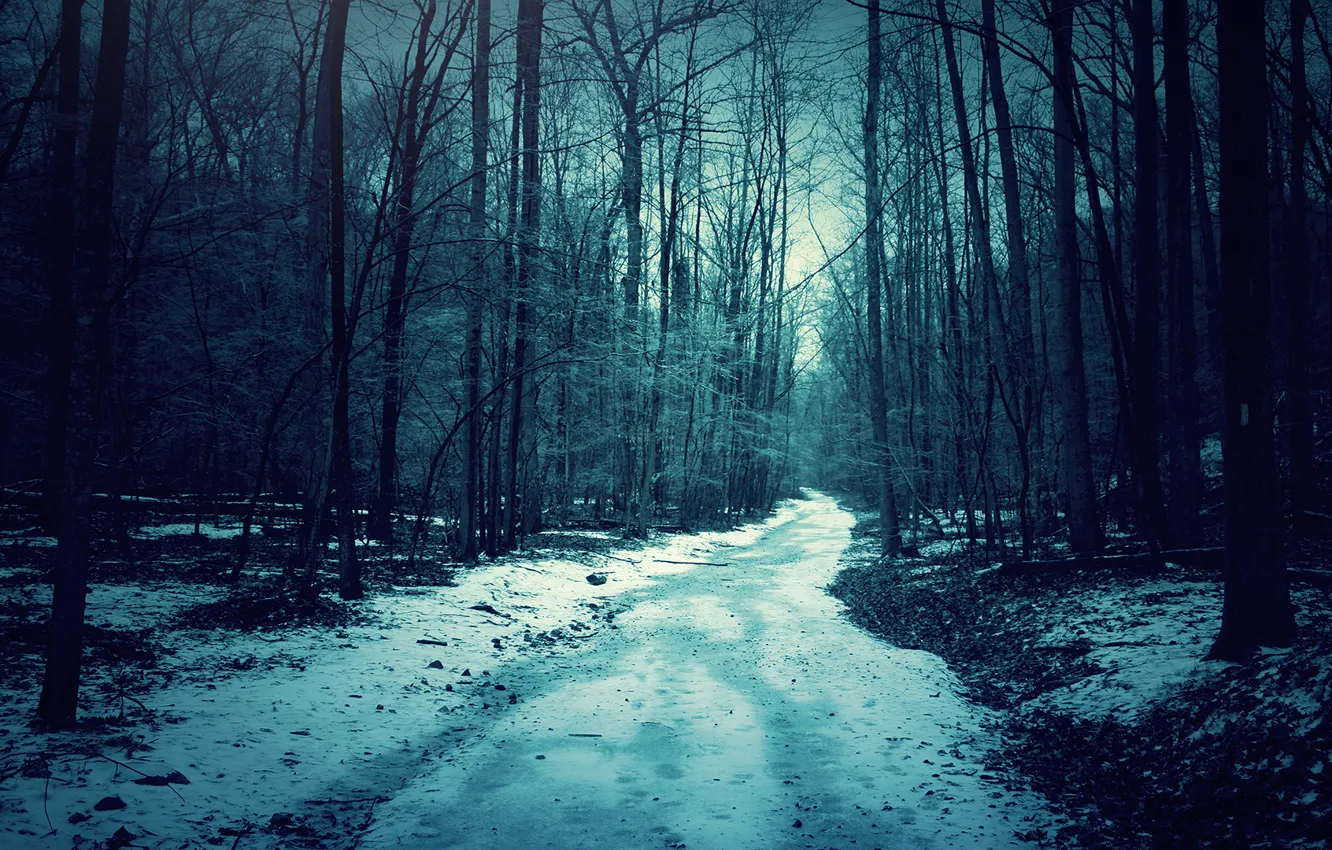 Photo wallpaper forest, snow, night