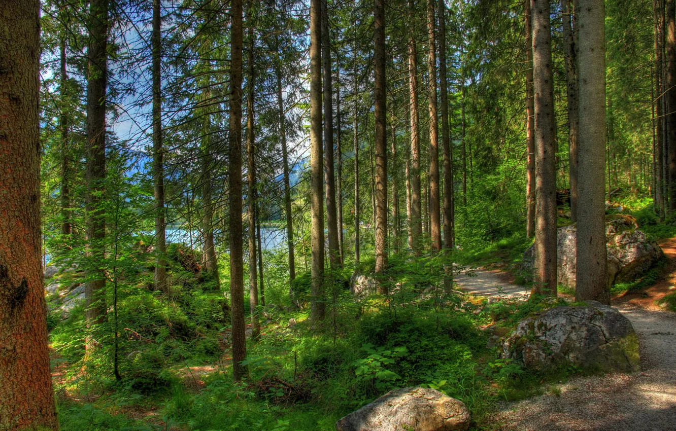 Photo wallpaper forest, summer, nature