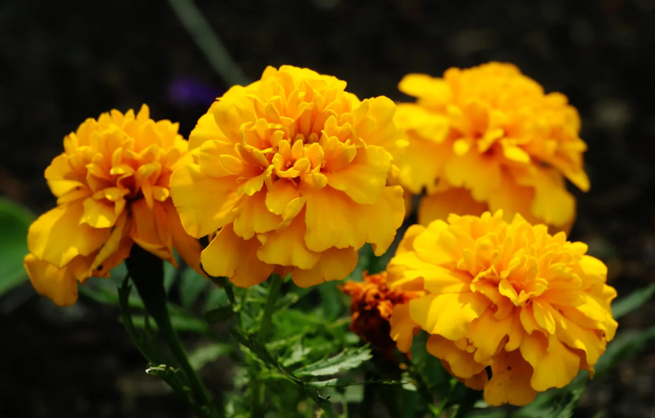 Photo wallpaper orange, Marigold, blooming