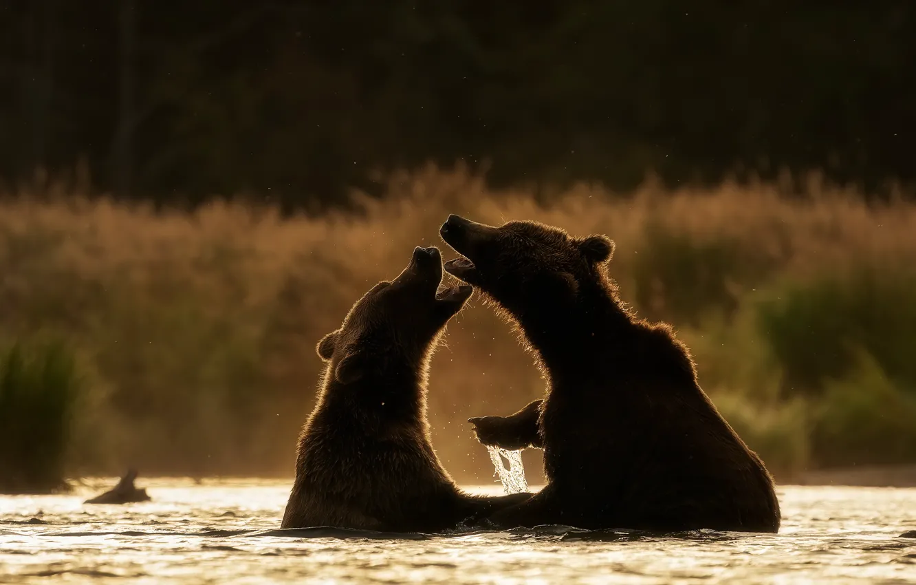 Photo wallpaper bears, bathing, pair, silhouettes, two, pond, two bears