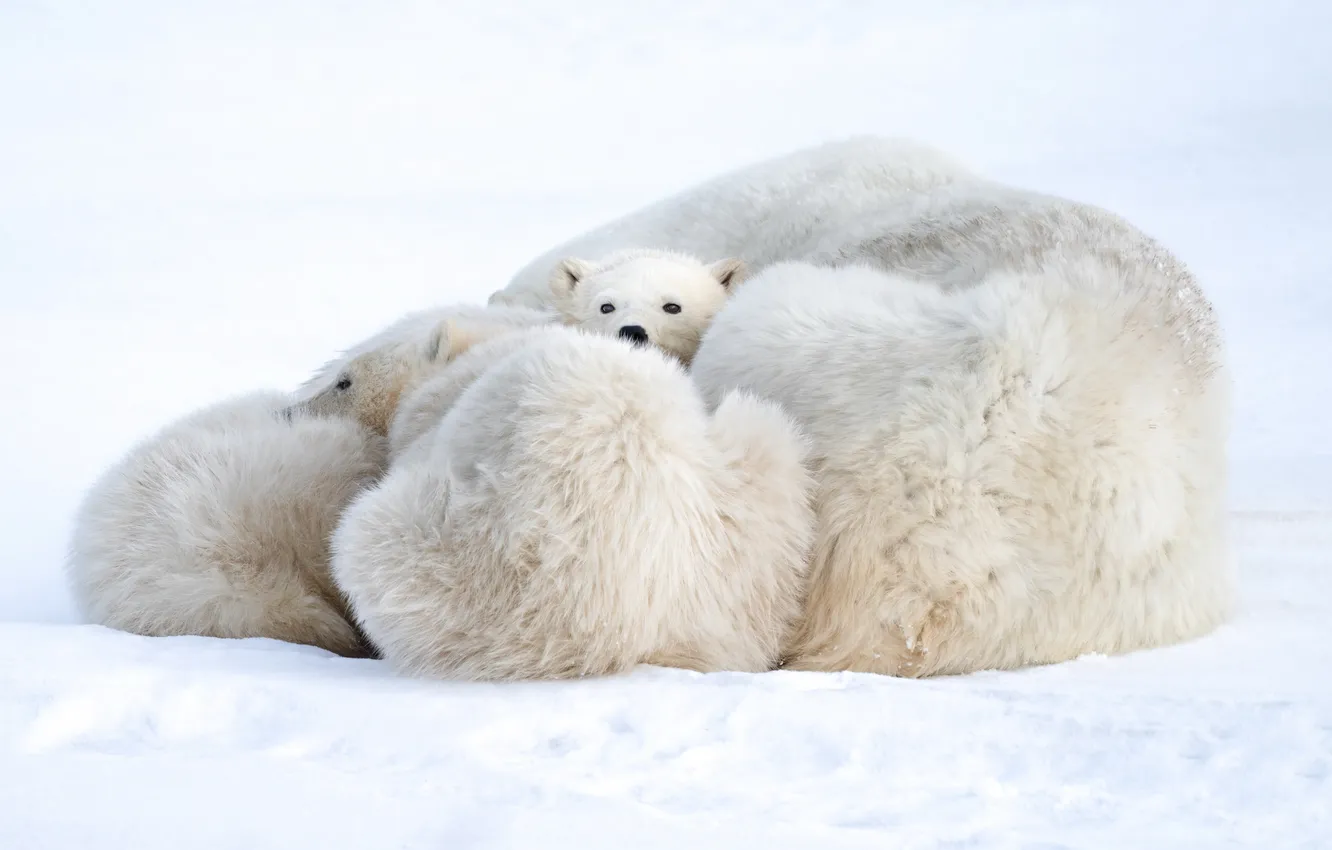 Photo wallpaper snow, nature, bear