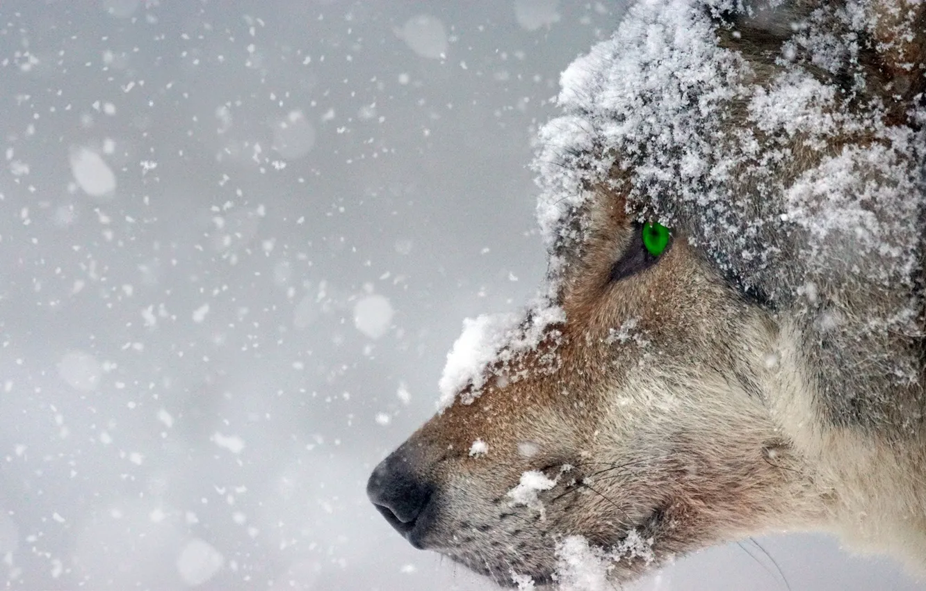 Photo wallpaper green eyes, Predator, nature, snow, animal, wolf, wildlife, portrait