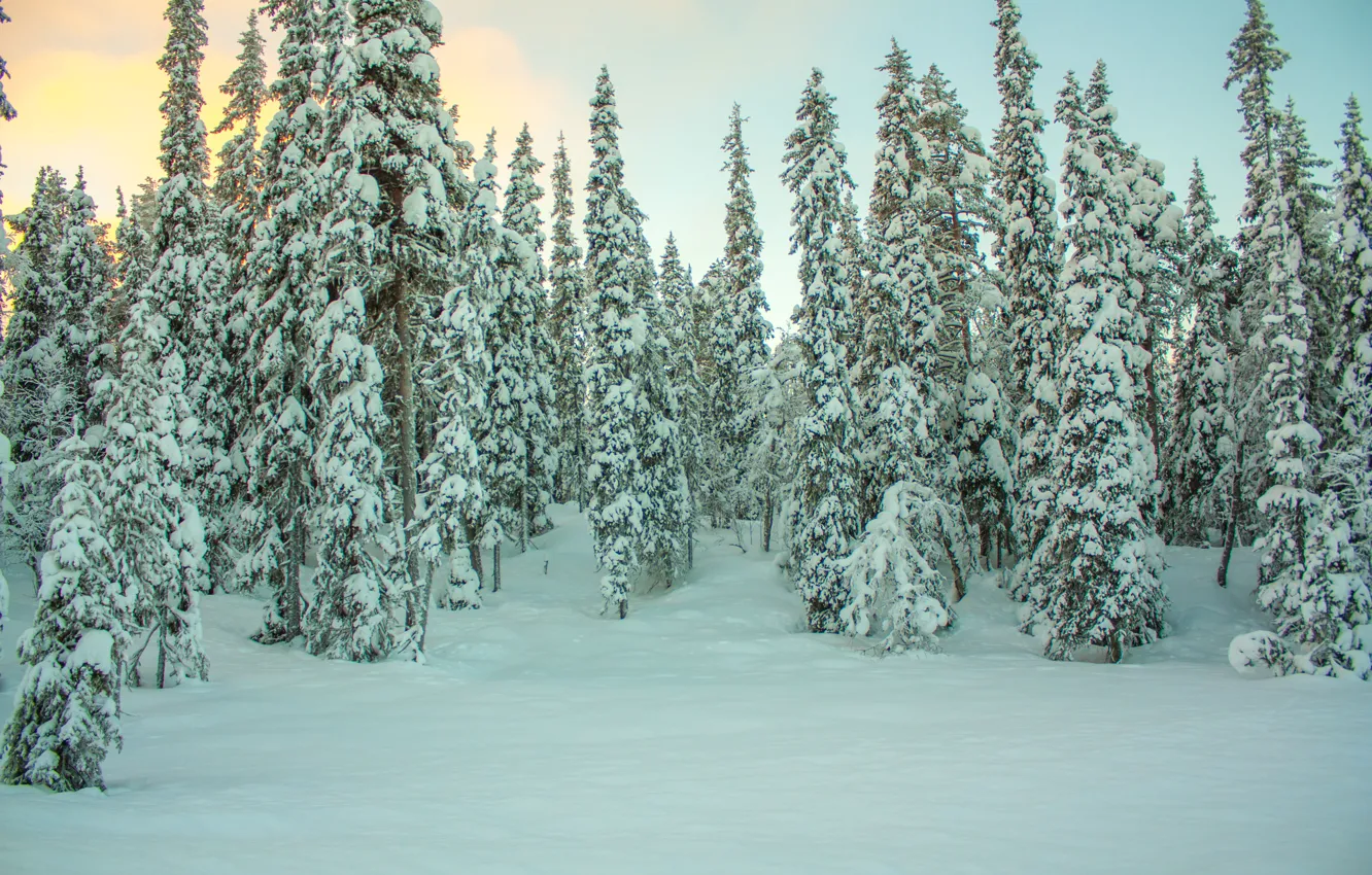 Photo wallpaper winter, forest, snow, trees, frost, forest, trees, nature