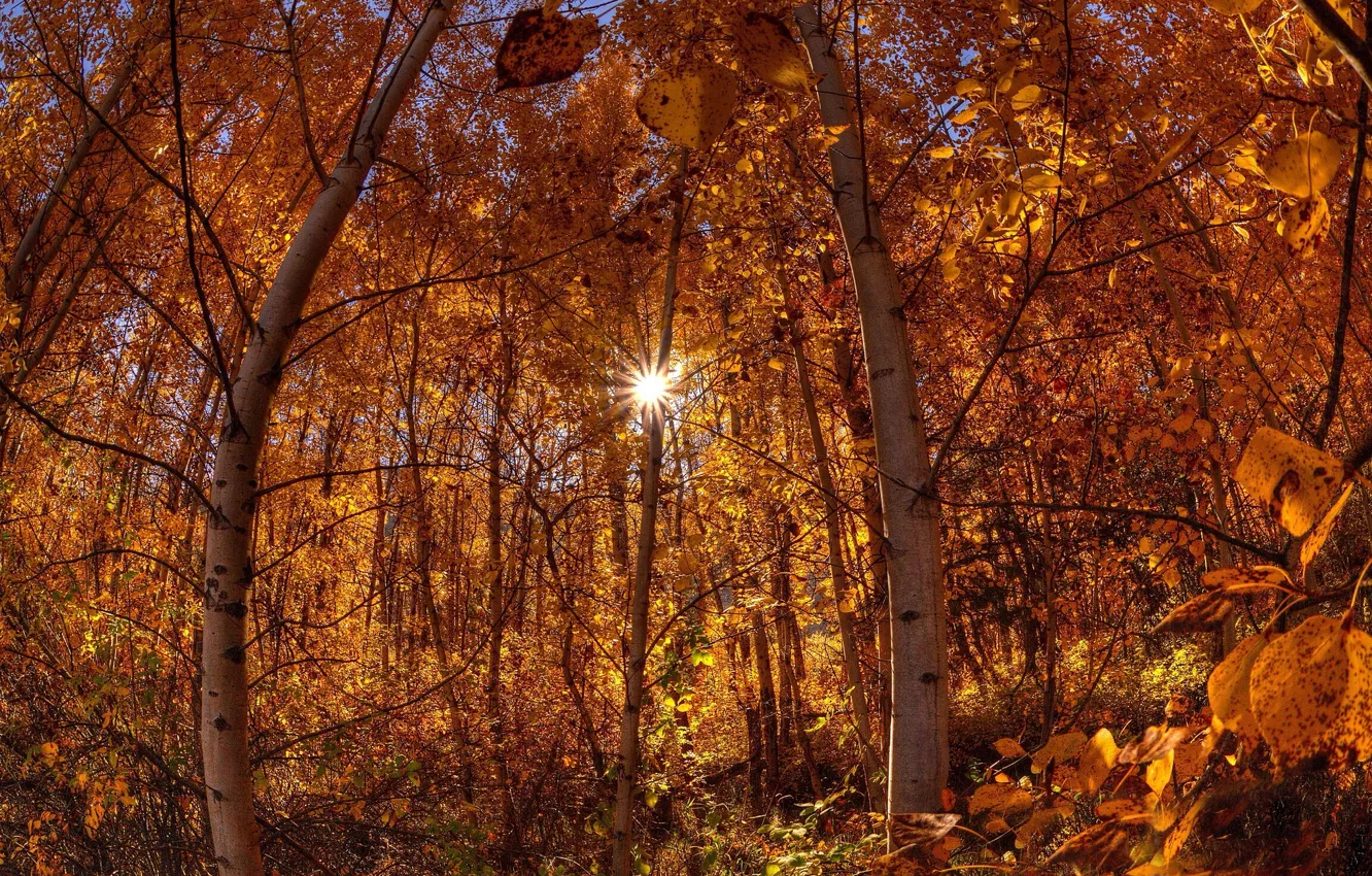 Photo wallpaper autumn, forest, the sun, rays