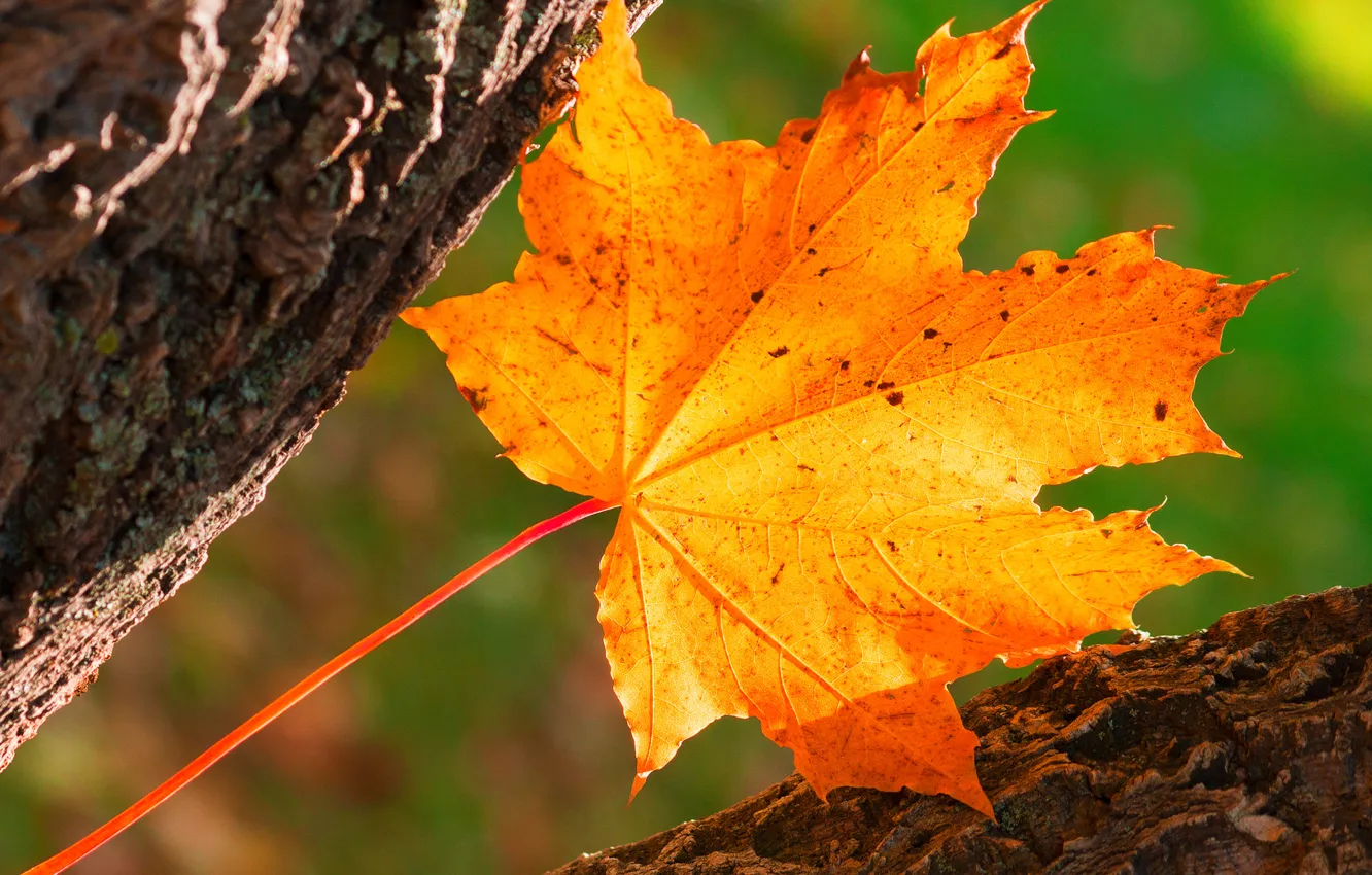 Photo wallpaper autumn, macro, light, trees, yellow, bark, maple leaf, green background