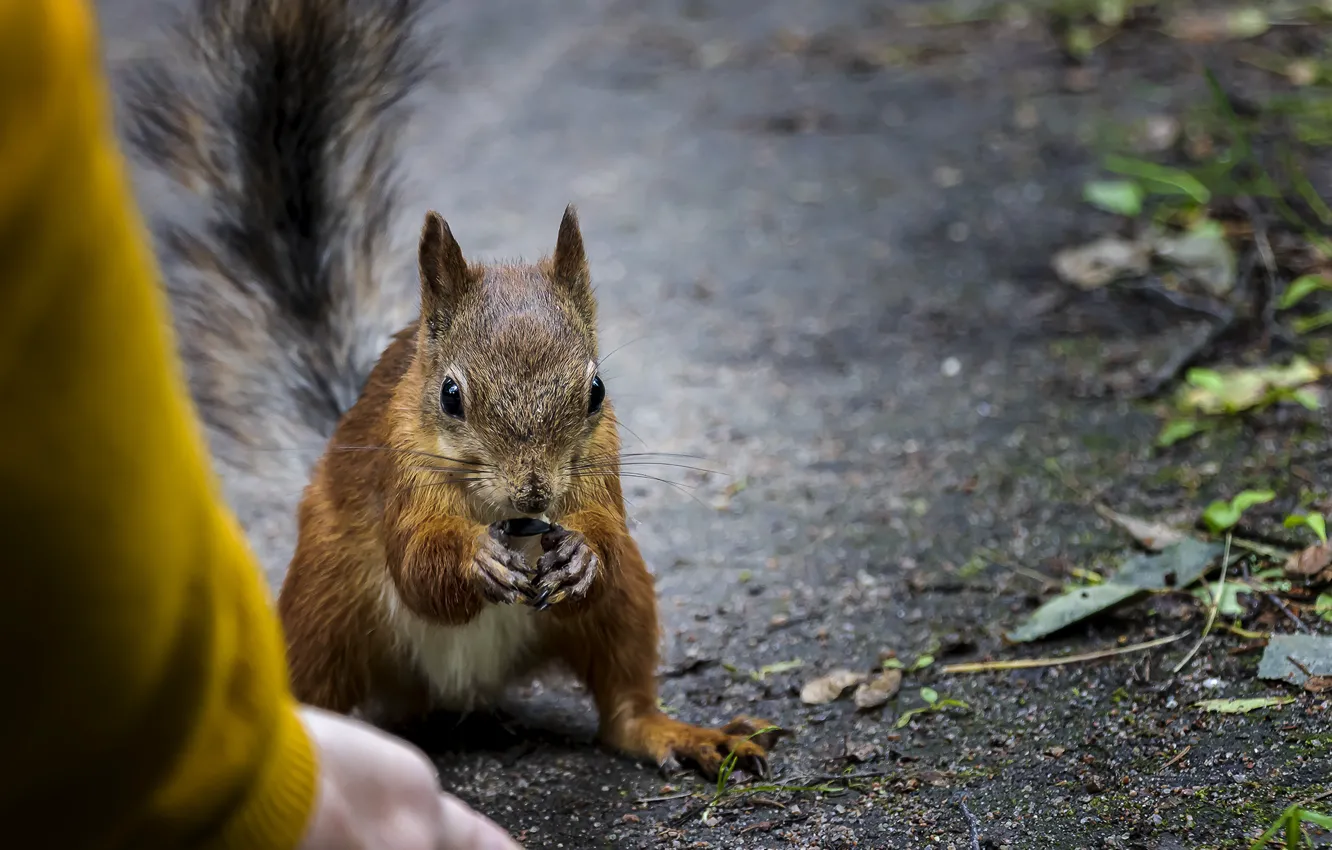 Photo wallpaper nature, animal, protein, seeds, animal, rodent