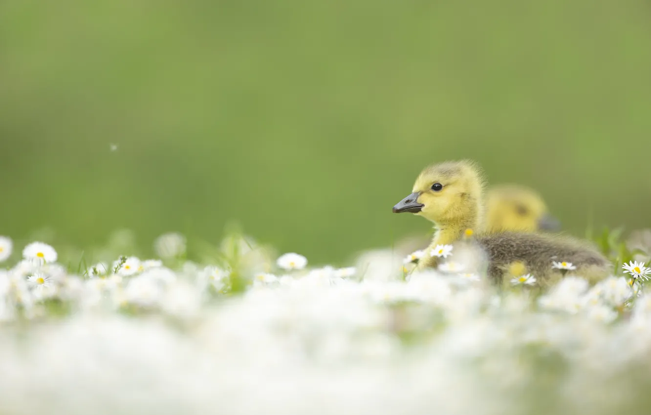 Photo wallpaper flowers, background, bird, glade, chamomile, Chicks, geese, bokeh