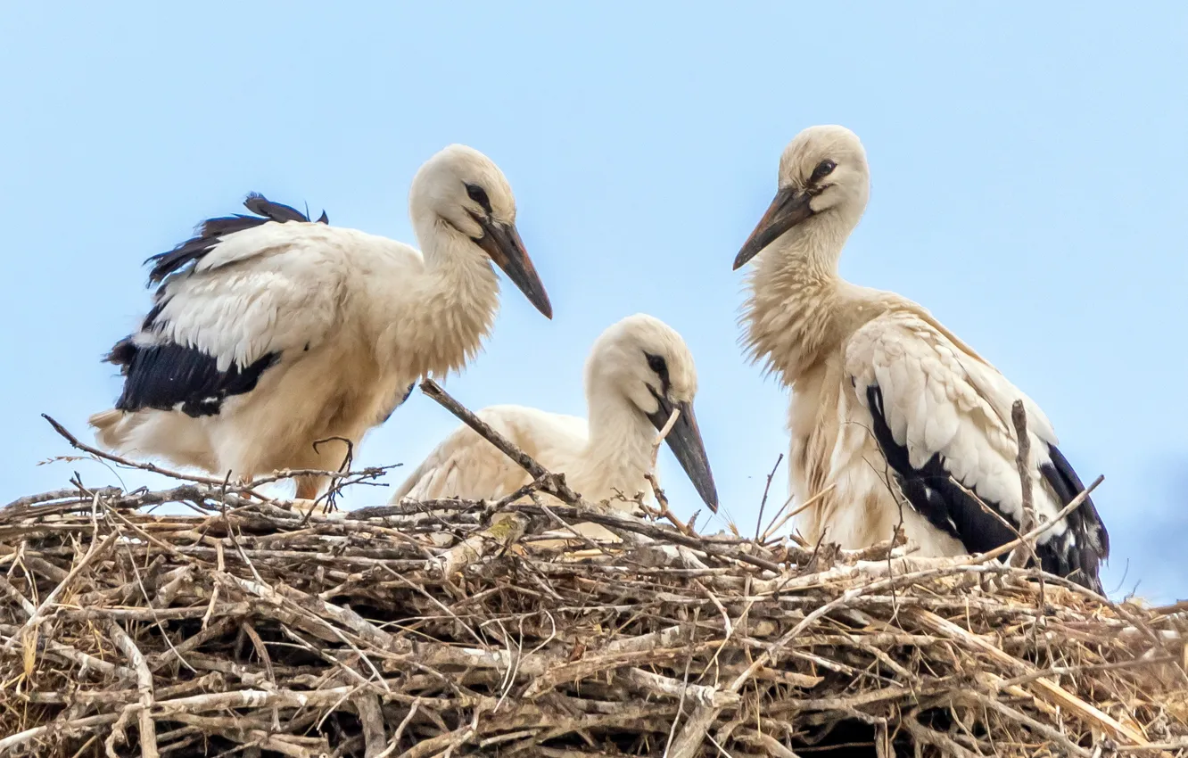 Photo wallpaper bird, socket, stork