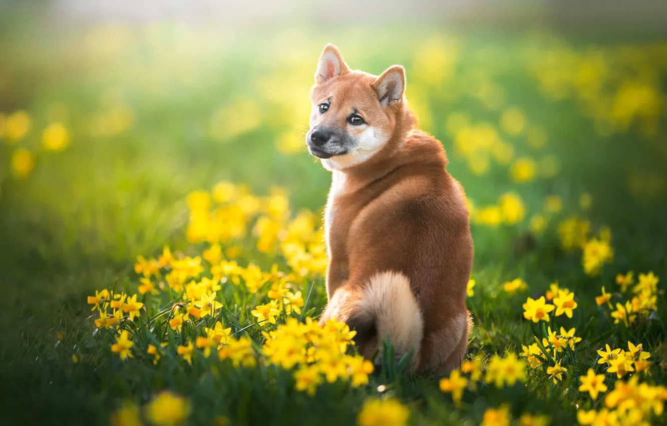 Photo wallpaper look, face, flowers, dog, spring, daffodils, Shiba inu, Iza Łysoń