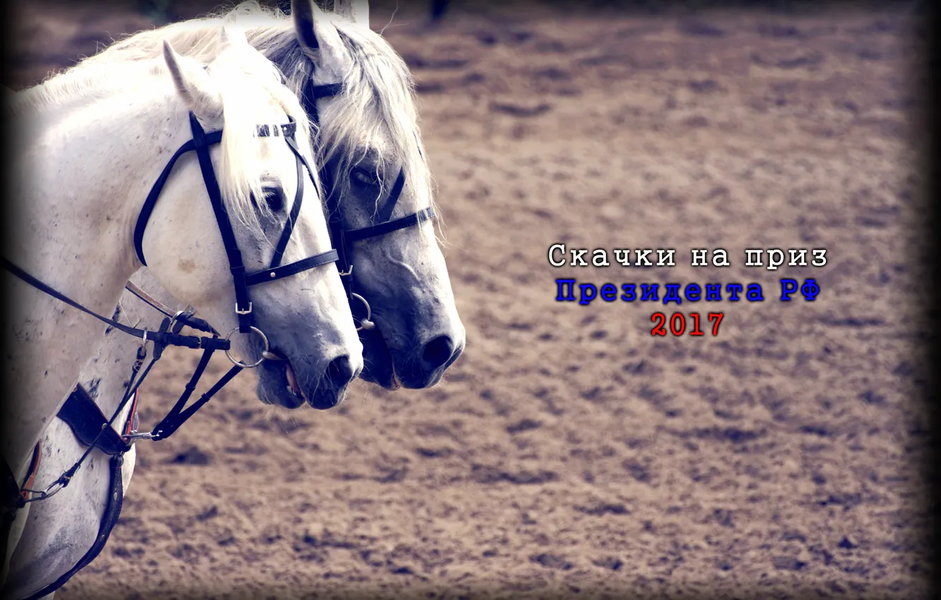 Photo wallpaper horse, jump, Racecourse, racing for the prize of the President, MIC