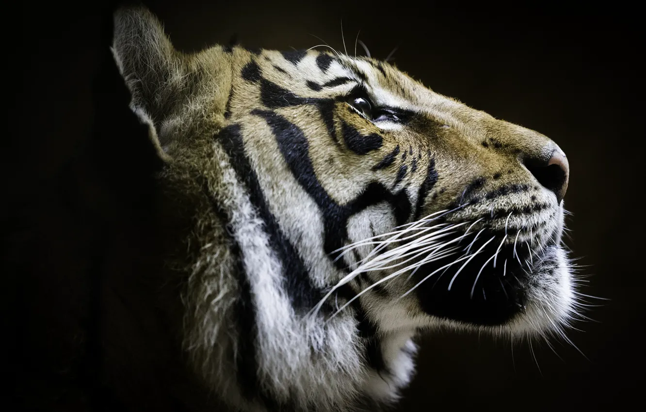 Photo wallpaper tiger, profile, handsome