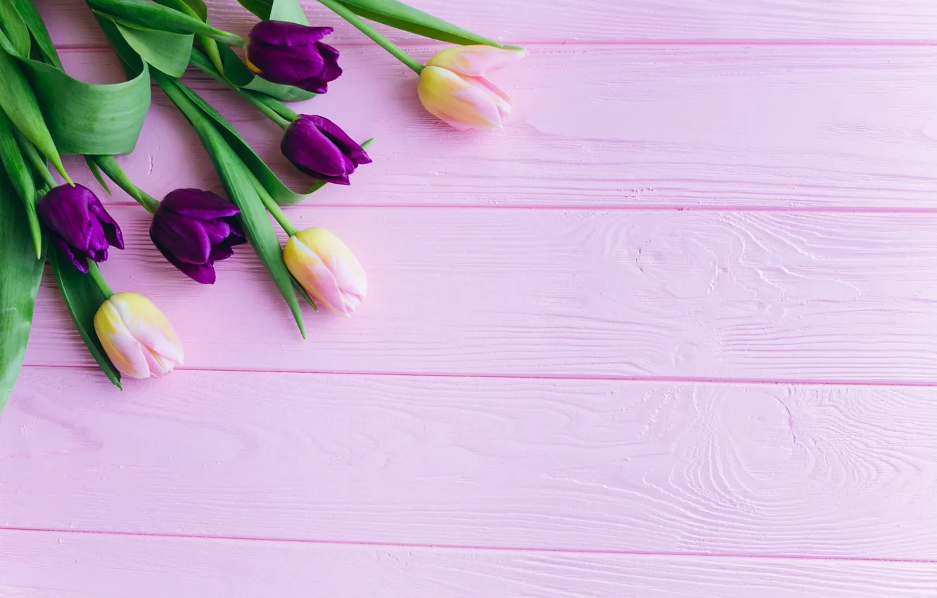 Photo wallpaper purple, flowers, background, tulips, pink