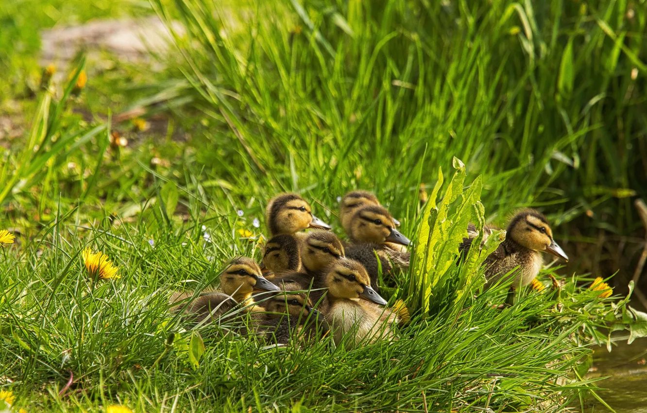Photo wallpaper shore, duck, Chicks