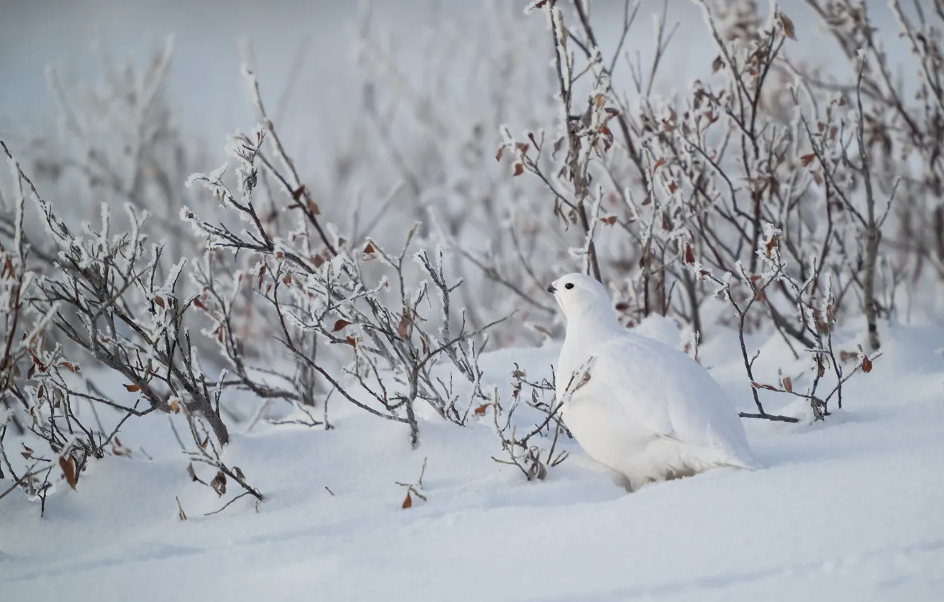 Photo wallpaper winter, white, leaves, snow, branches, bird, the snow, the bushes