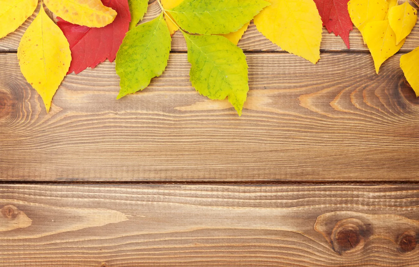 Photo wallpaper background, tree, colorful, wood, texture, autumn, leaves, autumn leaves